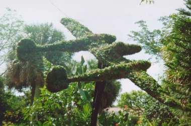 P-38 boxwood topiary